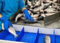 FISH3 - The Brief | Namibia's Leading Business & Financial News Namibia’s fish exports reach N$4.2bn in Q3 2025