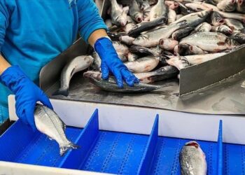 Namibia’s fish exports reach N$4.2bn in Q3 2025
