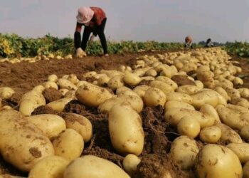 Namibia yet to unlock N$6bn in horticulture potential