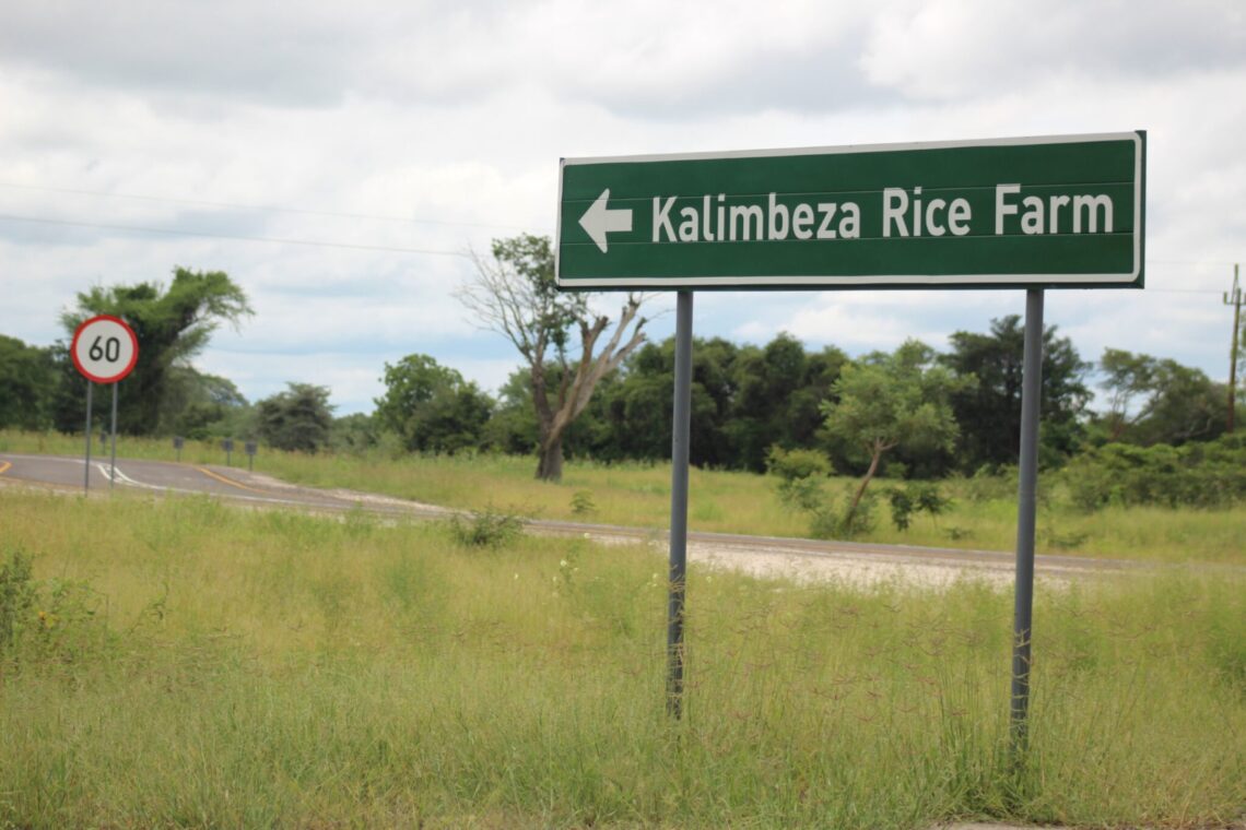Kalimbeza Rice Kalimbeza rice farm set to harvest more than 100 tonnes
