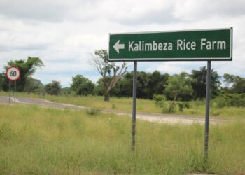 Kalimbeza rice farm set to harvest more than 100 tonnes