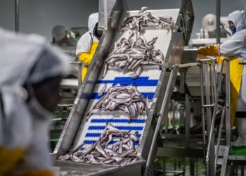 Namibia’s fishing sector production projected to rise to 414,000 tonnes by 2028