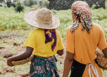 Namibia’s rural–urban gender divide poses long-term economic risk