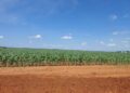 GREEN SCHEME1 - The Brief | Namibia's Leading Business & Financial News Shadikongoro Green Scheme needs N$48m to expand operations