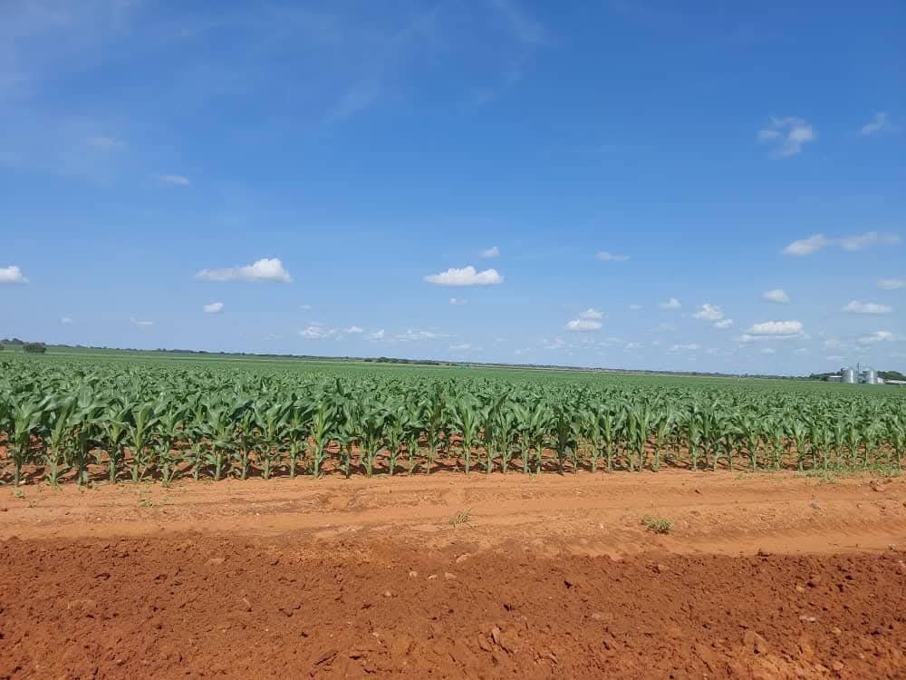 GREEN SCHEME1 - The Brief | Namibia's Leading Business & Financial News