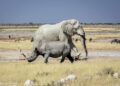 MEFT faces over N$165m funding gap for anti-poaching and park infrastructure