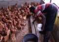 SME poultry producers drive growth in Namibia’s expanding poultry sector