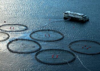 Salmon farming set to boost Namibia’s blue economy