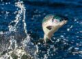 Namibia’s salmon project eyes 51,000-ton output and N$7bn turnover
