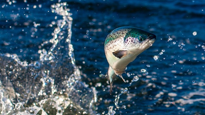 SALMON3 - The Brief | Namibia's Leading Business & Financial News