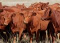 COWS4 - The Brief | Namibia's Leading Business & Financial News Potential FMD outbreak could cost Namibia up to N$6bn in export losses