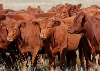 Potential FMD outbreak could cost Namibia up to N$6bn in export losses
