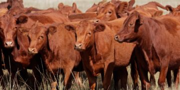 Potential FMD outbreak could cost Namibia up to N$6bn in export losses