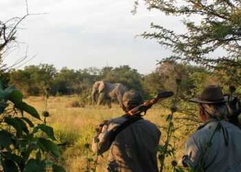 Namibia’s trophy hunting generates N$292m for communal conservancies