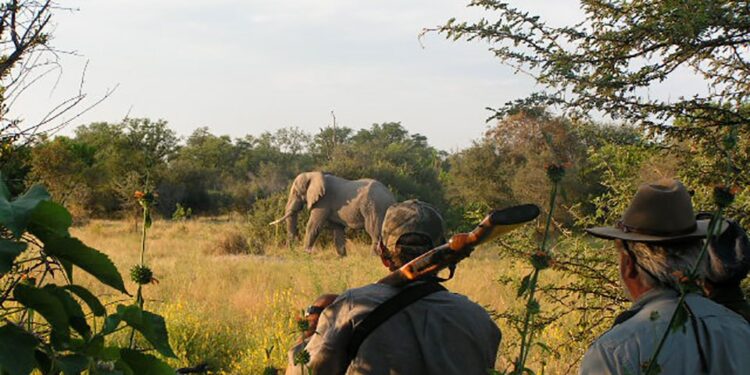 Namibia’s trophy hunting generates N$292m for communal conservancies