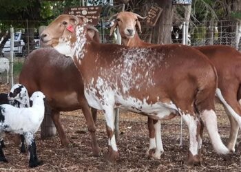 Namibia’s sheep marketing surges as exports to South Africa drive livestock trade