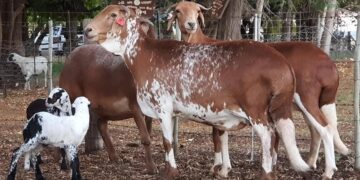 Namibia’s sheep marketing surges as exports to South Africa drive livestock trade