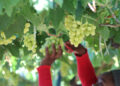 Namibian grapes drive horticultural exports to N$1.3 billion in fourth quarter