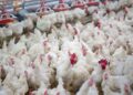 CHICKEN7 - The Brief | Namibia's Leading Business & Financial News Namibia to roll out new poultry scheme to boost local production