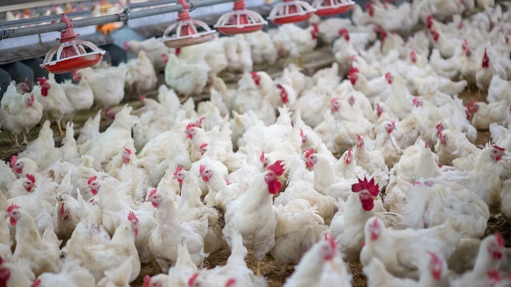 CHICKEN7 - The Brief | Namibia's Leading Business & Financial News