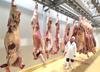 Savanna Beef secures export approval to UK, EU and EFTA markets