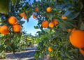 Orchard path framed by orange trees with ripe oranges hanging from branches.