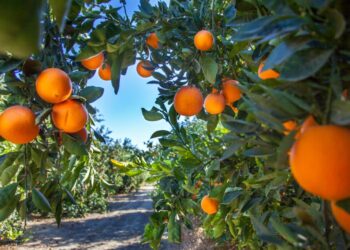 Orchard path framed by orange trees with ripe oranges hanging from branches.