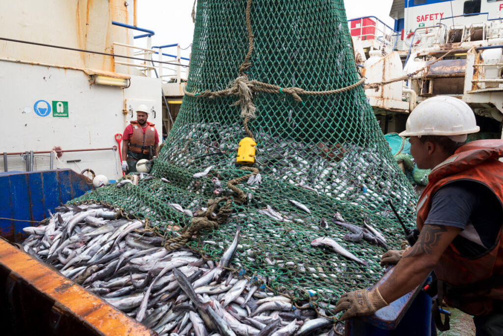 FISH2 - The Brief | Namibia's Leading Business & Financial News A large fishing net piled with numerous fish on a boat deck, with crew members wearing hard hats and gloves nearby.