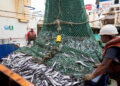 A large fishing net piled with numerous fish on a boat deck, with crew members wearing hard hats and gloves nearby.