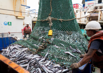 A large fishing net piled with numerous fish on a boat deck, with crew members wearing hard hats and gloves nearby.
