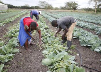 Farm workers weeding rows of cabbage in a field under a cloudy sky, bending over plants to remove weeds.