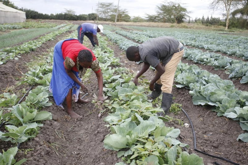 CABBAGE - The Brief | Namibia's Leading Business & Financial News Farm workers weeding rows of cabbage in a field under a cloudy sky, bending over plants to remove weeds.