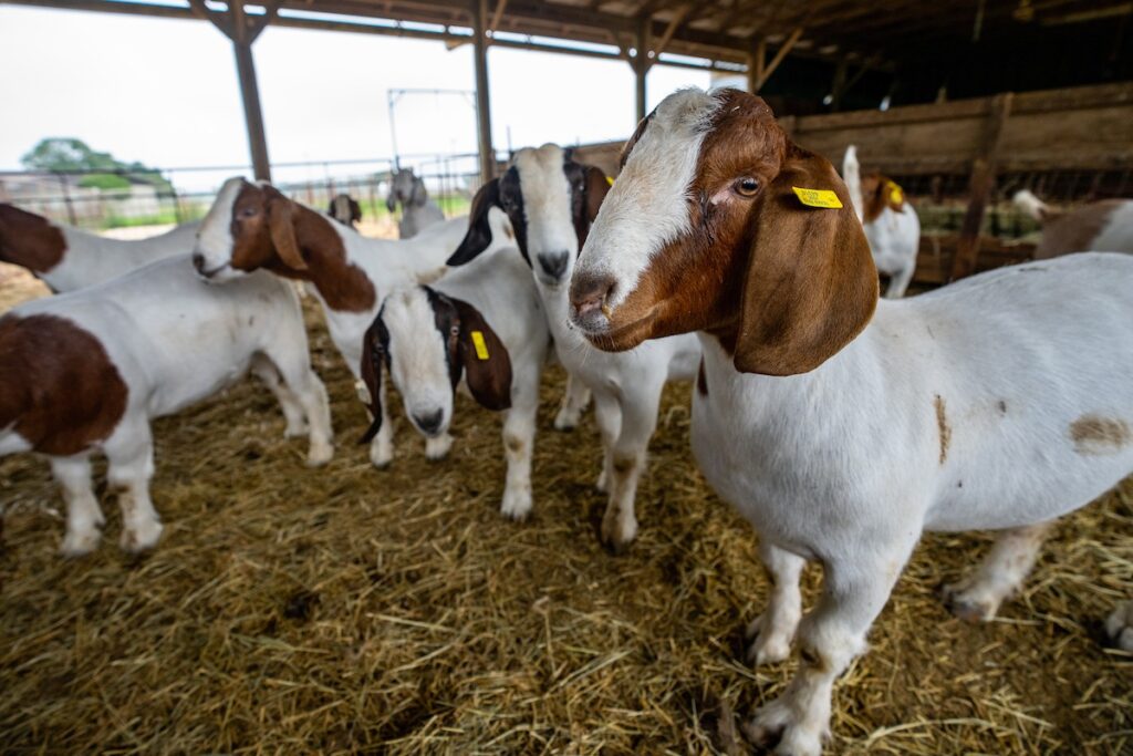 SMALL STOCK3 - The Brief | Namibia's Leading Business & Financial News Close-up of a brown-and-white goat in a straw-filled barn, with other goats in the background.