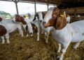 SMALL STOCK3 - The Brief | Namibia's Leading Business & Financial News Close-up of a brown-and-white goat in a straw-filled barn, with other goats in the background.