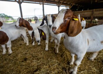 Close-up of a brown-and-white goat in a straw-filled barn, with other goats in the background.