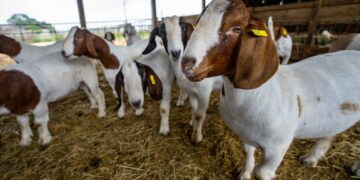 Close-up of a brown-and-white goat in a straw-filled barn, with other goats in the background.