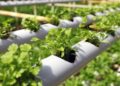 Rows of young green herbs growing in a hydroponic PVC pipe system.