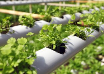 Rows of young green herbs growing in a hydroponic PVC pipe system.