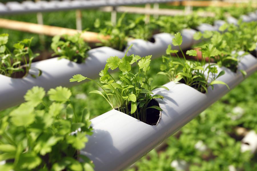 Rows of young green herbs growing in a hydroponic PVC pipe system.