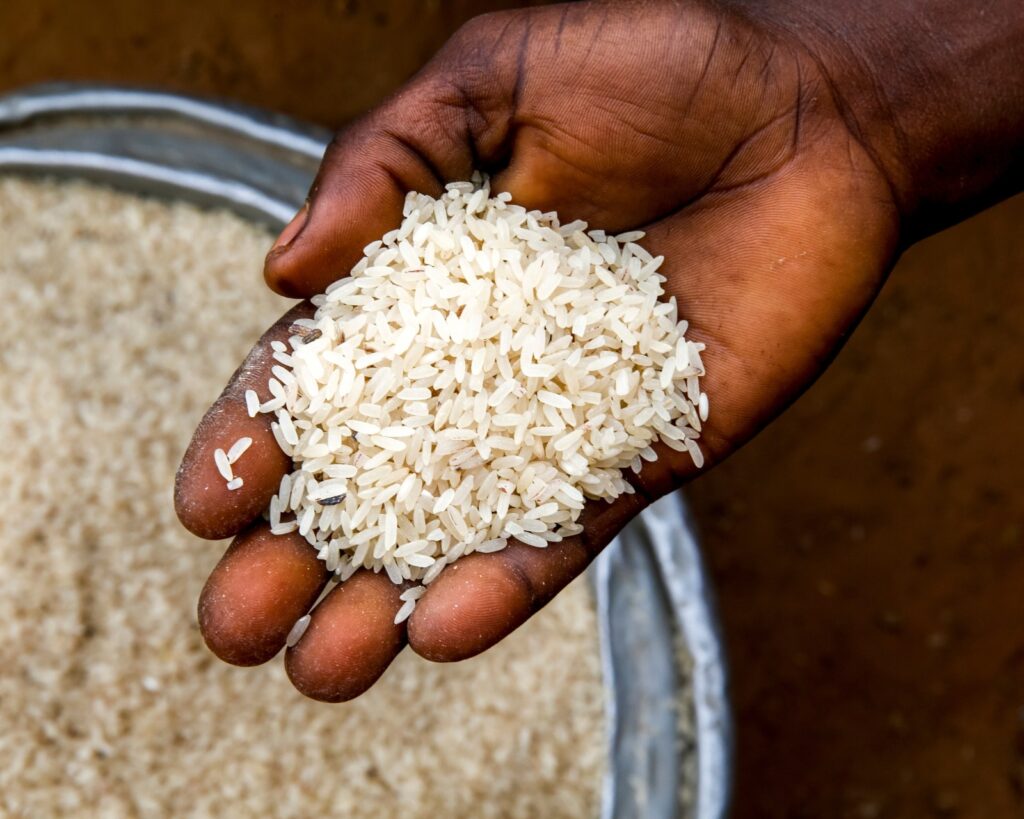 RICE - The Brief | Namibia's Leading Business & Financial News Dark-skinned hand holding a handful of uncooked white rice grains in the palm