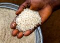 RICE - The Brief | Namibia's Leading Business & Financial News Dark-skinned hand holding a handful of uncooked white rice grains in the palm