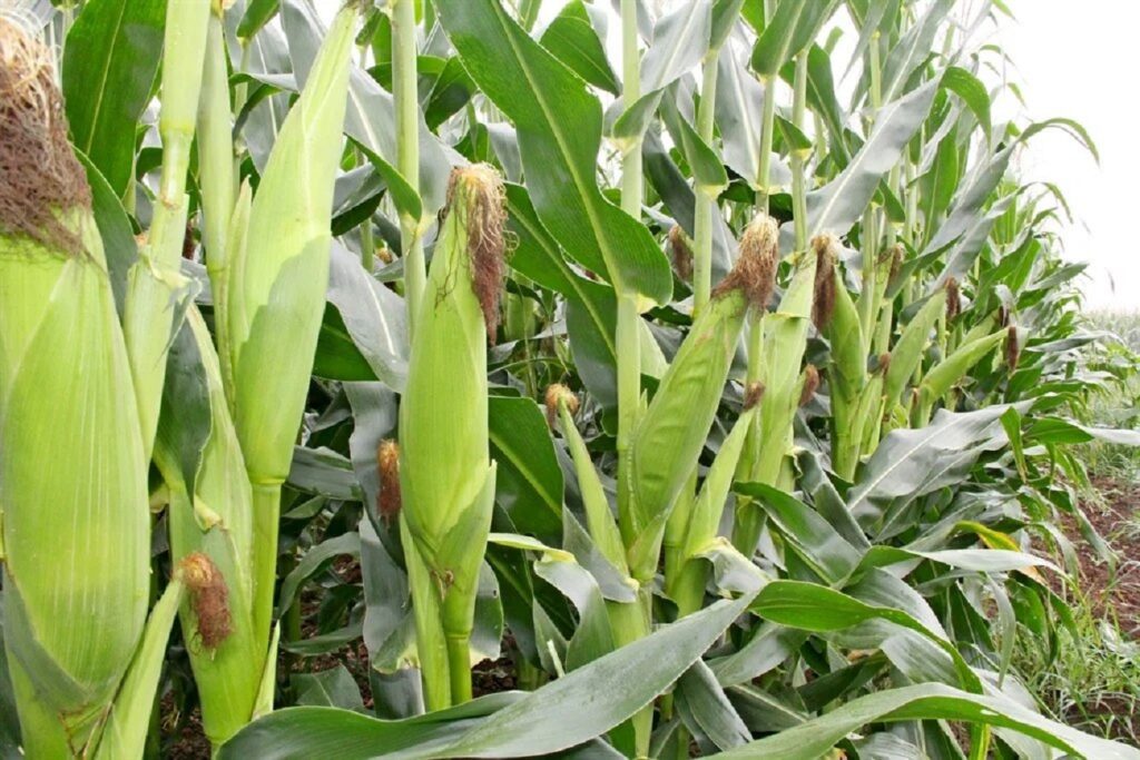 Rows of corn stalks with green husked ears and brown tassels in a field.