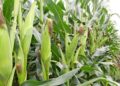 Rows of corn stalks with green husked ears and brown tassels in a field.