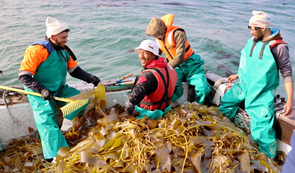 kelp blue 7 - The Brief | Namibia's Leading Business & Financial News Four people in bright waterproof suits on a boat handling a large pile of seaweed, harvesting at sea.