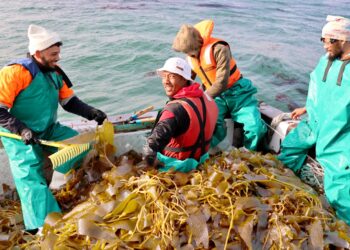 Four people in bright waterproof suits on a boat handling a large pile of seaweed, harvesting at sea.