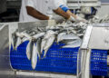 Workers sort and process small silver fish on a blue perforated conveyor belt in a seafood plant, with gloved hands in the background.