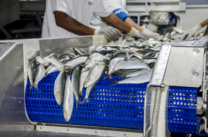 fish 7 - The Brief | Namibia's Leading Business & Financial News Workers sort and process small silver fish on a blue perforated conveyor belt in a seafood plant, with gloved hands in the background.