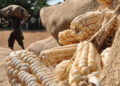 maze - The Brief | Namibia's Leading Business & Financial News Pile of white corn cobs in burlap sacks at a rural market; a man carries a sack in the background.