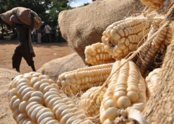 Pile of white corn cobs in burlap sacks at a rural market; a man carries a sack in the background.