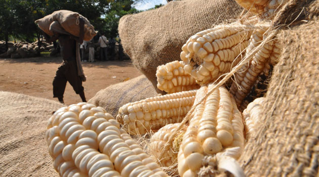 maze - The Brief | Namibia's Leading Business & Financial News Pile of white corn cobs in burlap sacks at a rural market; a man carries a sack in the background.